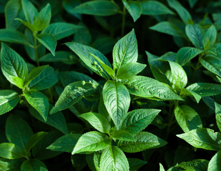 Dog's mercury