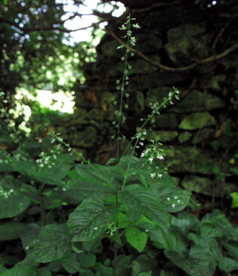 Enchaner's-nightshade