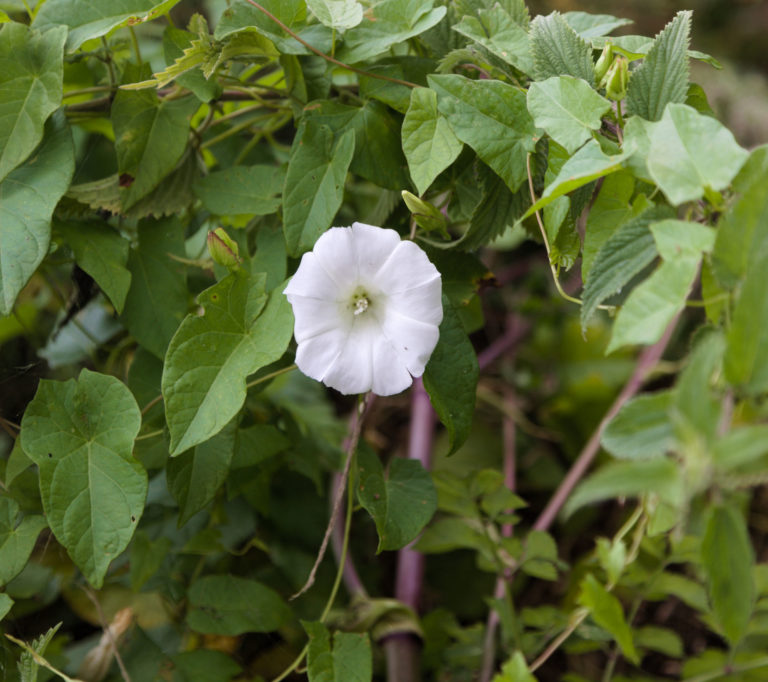 Field bindweed