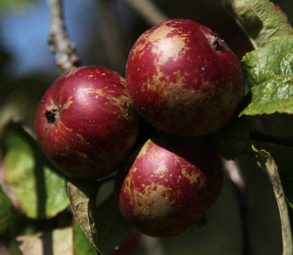 Frederick apples on branch