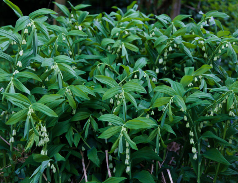 Garden solomon's-seal