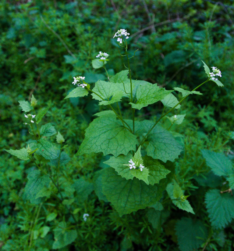 Garlic mustard