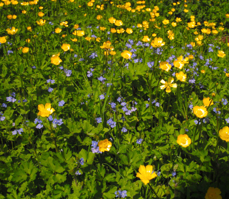 Germander speedwell