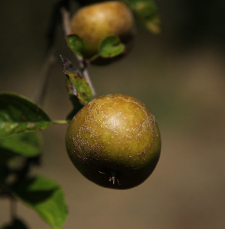 Golden Knob apples on branch