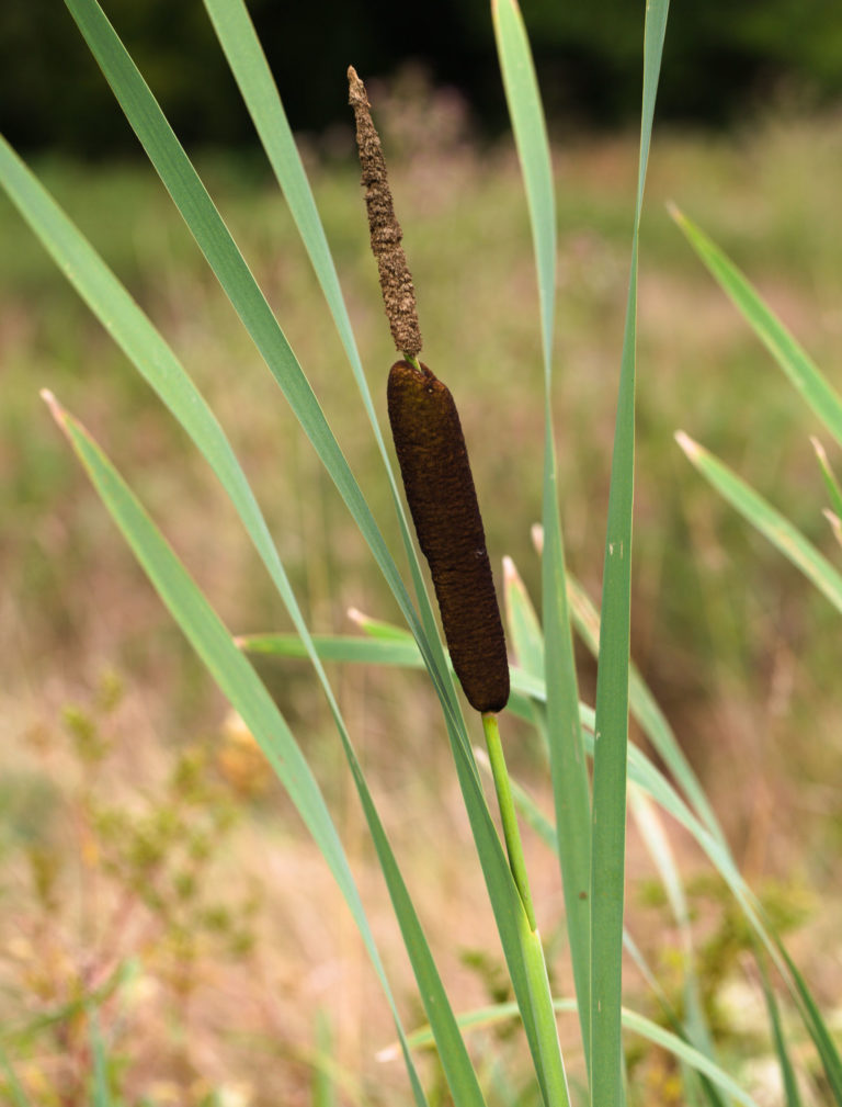 Great reedmace