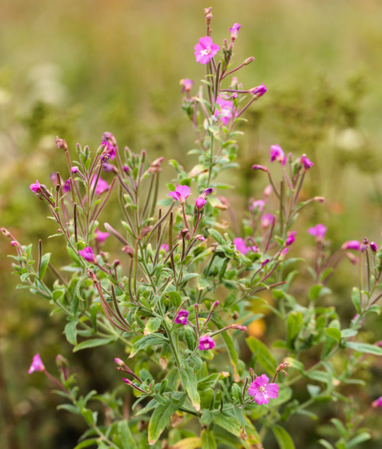 Great willowherb