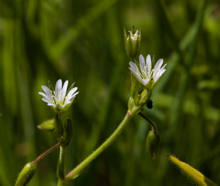 Greater stitchwort