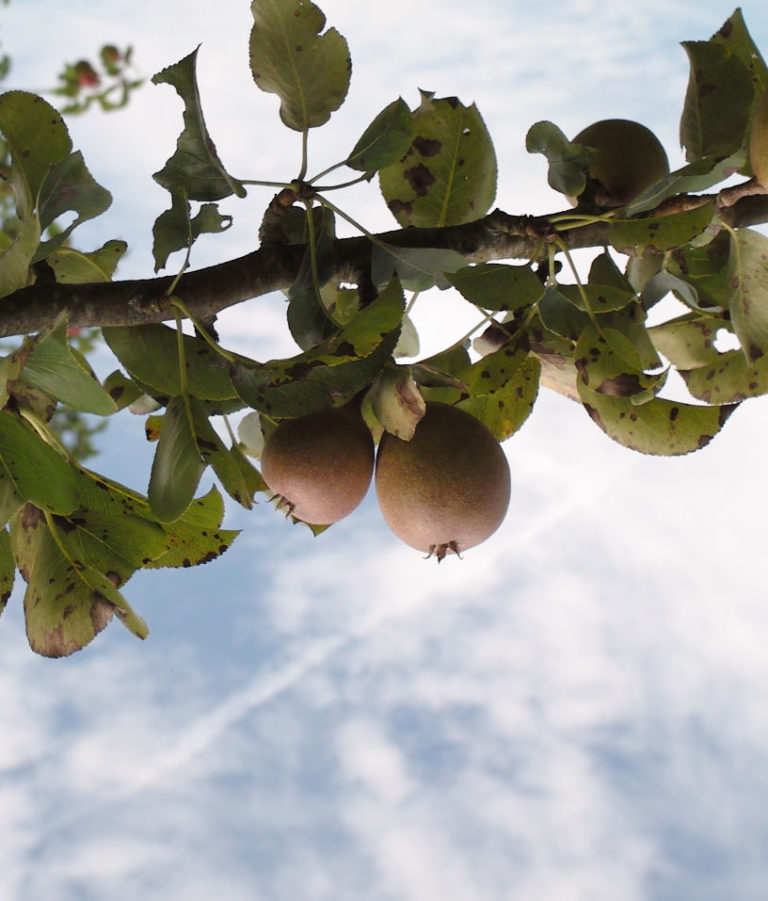 Green Horse pears on branch