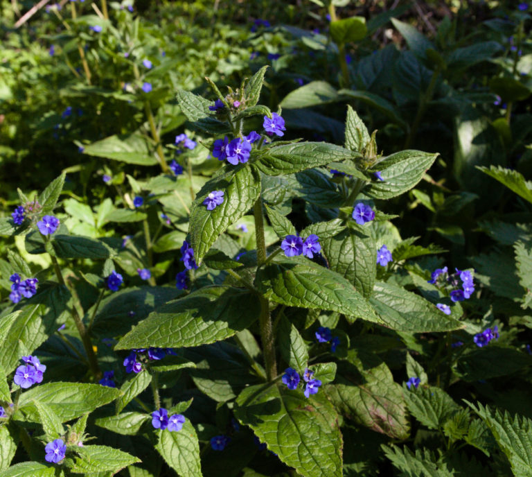 Green alkanet