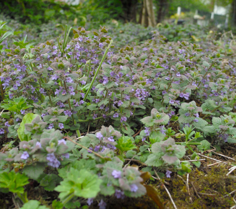 Ground-ivy