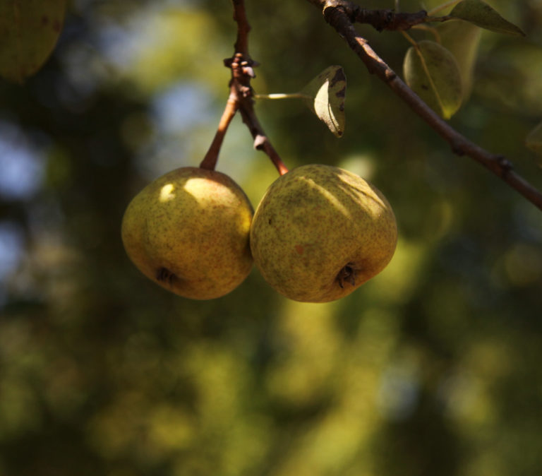 Gwehelog pears on branch