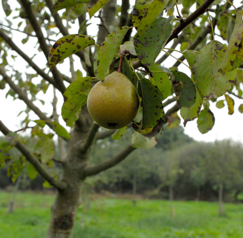 Gwehelog red pear on branch