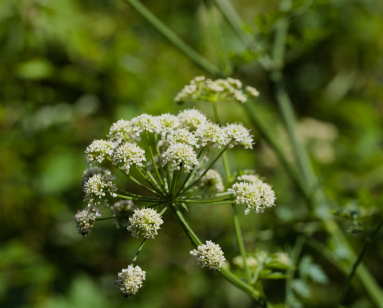 Hemlock water-dropwort