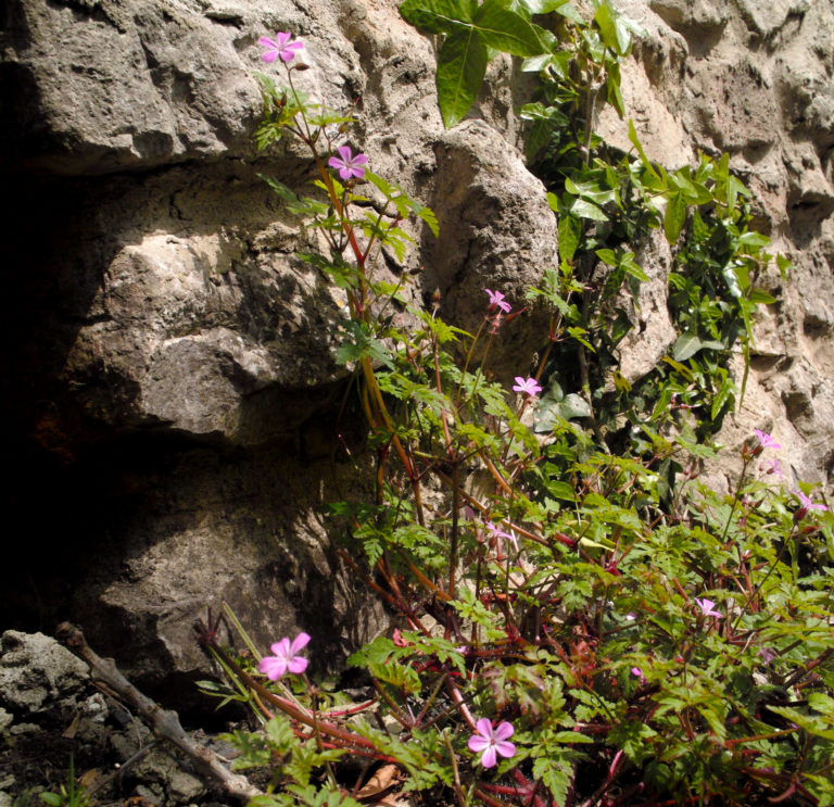 Herb-robert