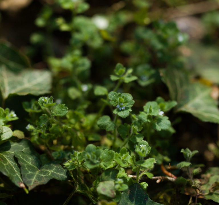 Ivy-leaved speedwell