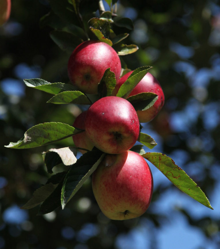 Katy apples on branch