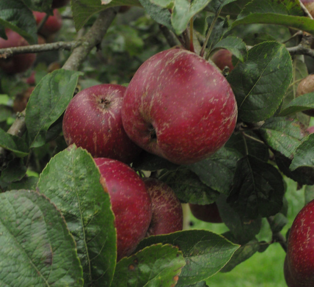 Kingston Black apple on branch