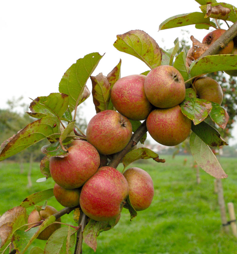 Langworthy apples on branch 3