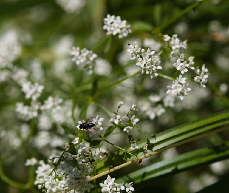 Marsh-bedstraw