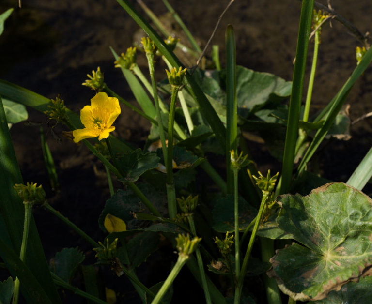 Marsh marigold