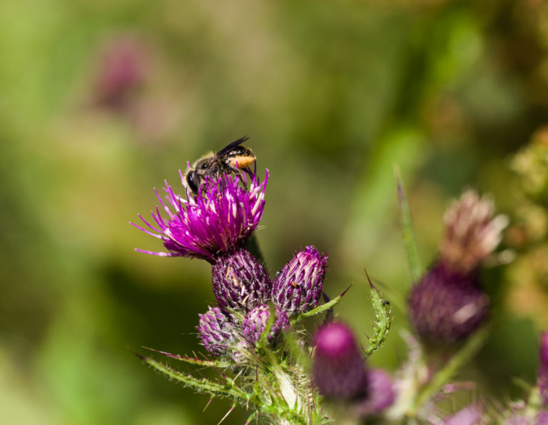 Marsh-thistle