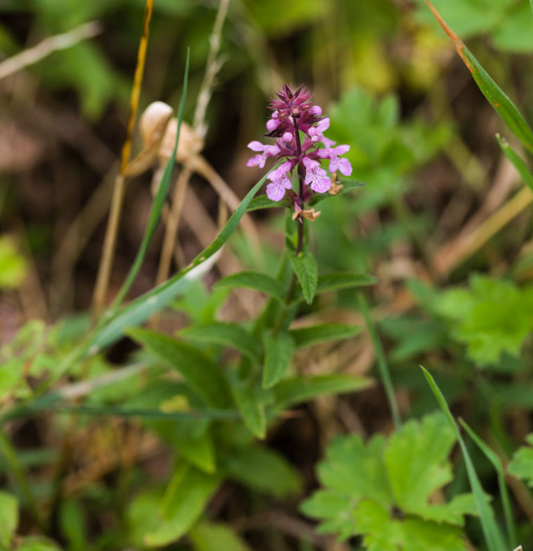 Marsh woundwort