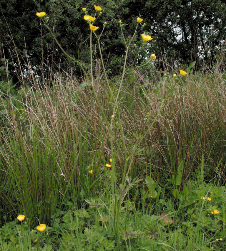 Meadow buttercup