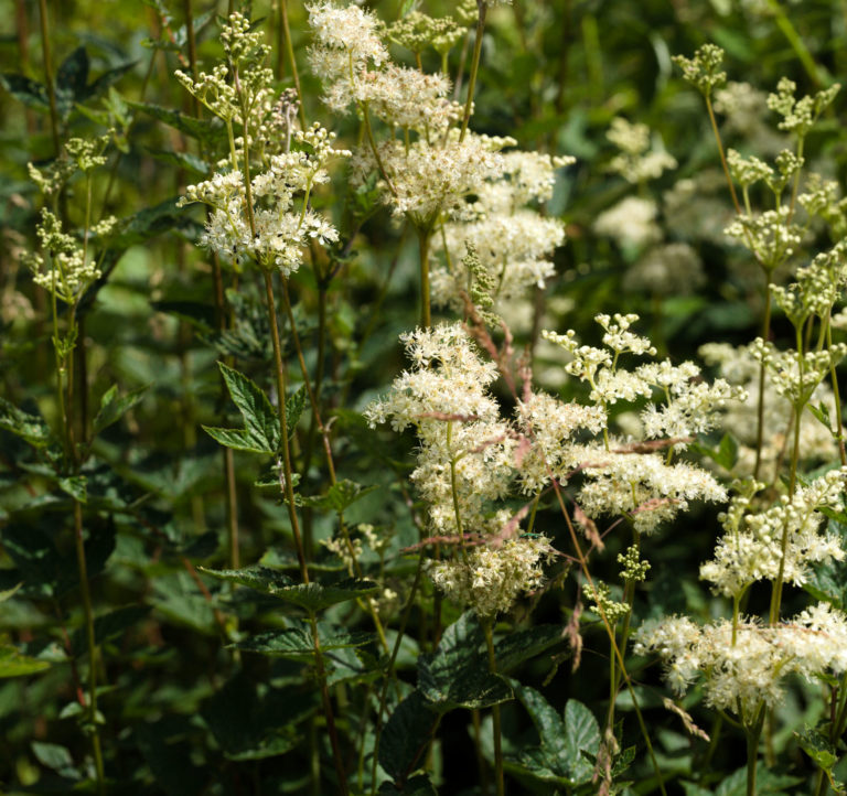 Meadowsweet