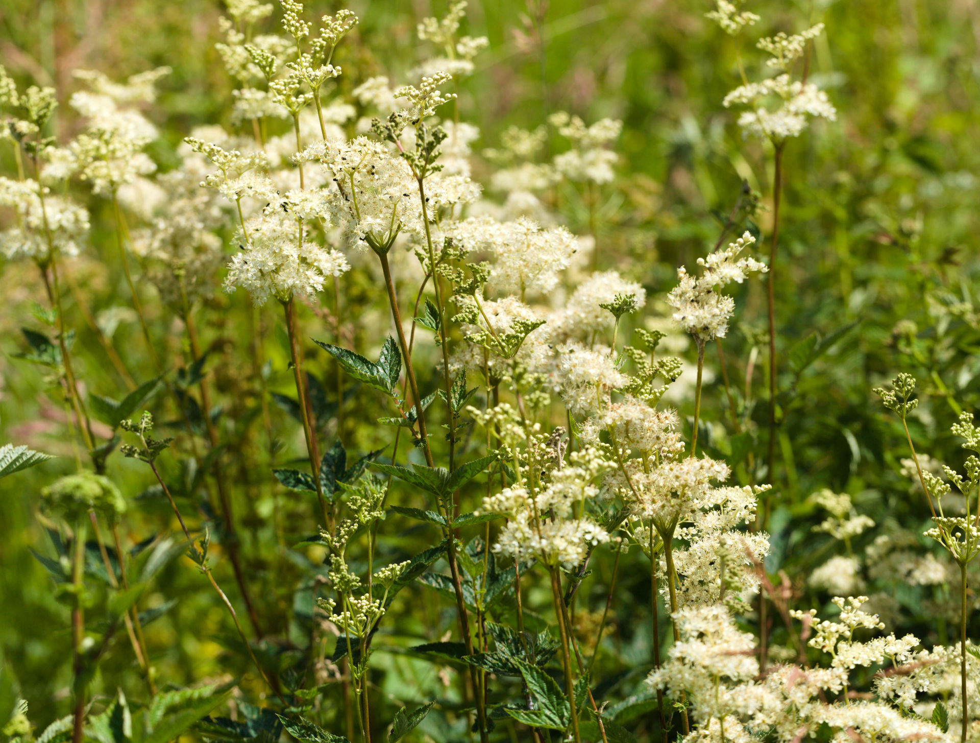 Meadowsweet habitat