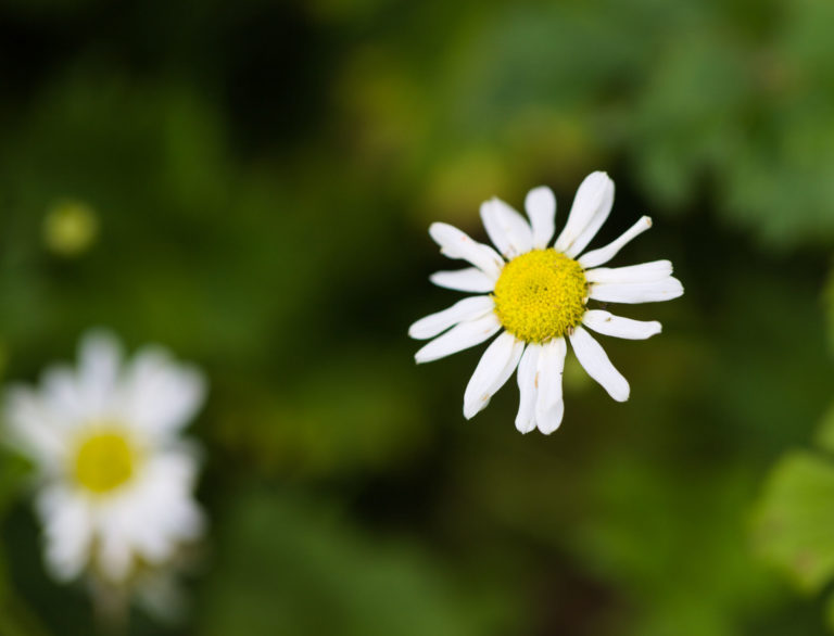 Leucanthemum vulgare