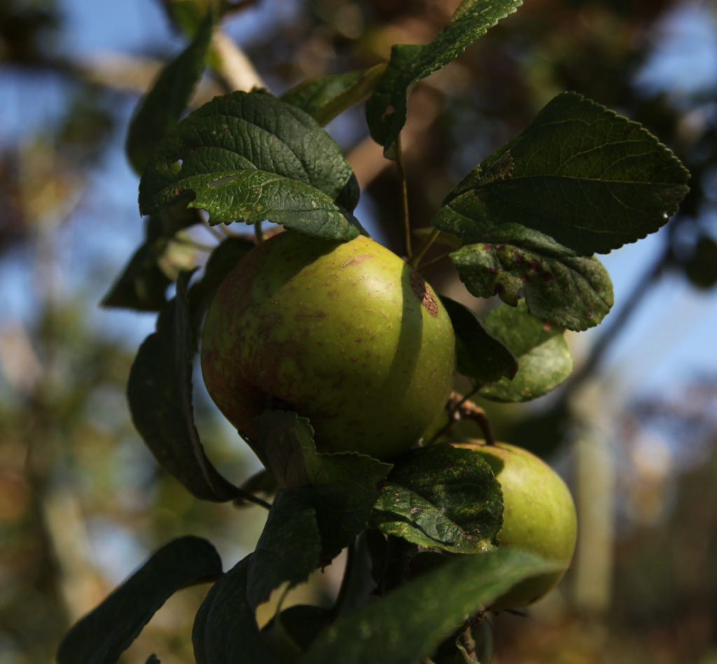 Pen caled apple on branch