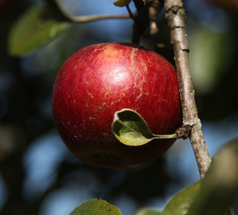 Pig Aderyn apple on branch