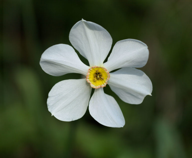 Poet's narcissus