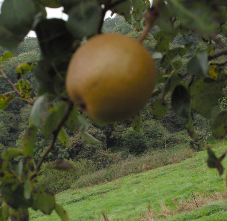 Potato pear on branch blurred