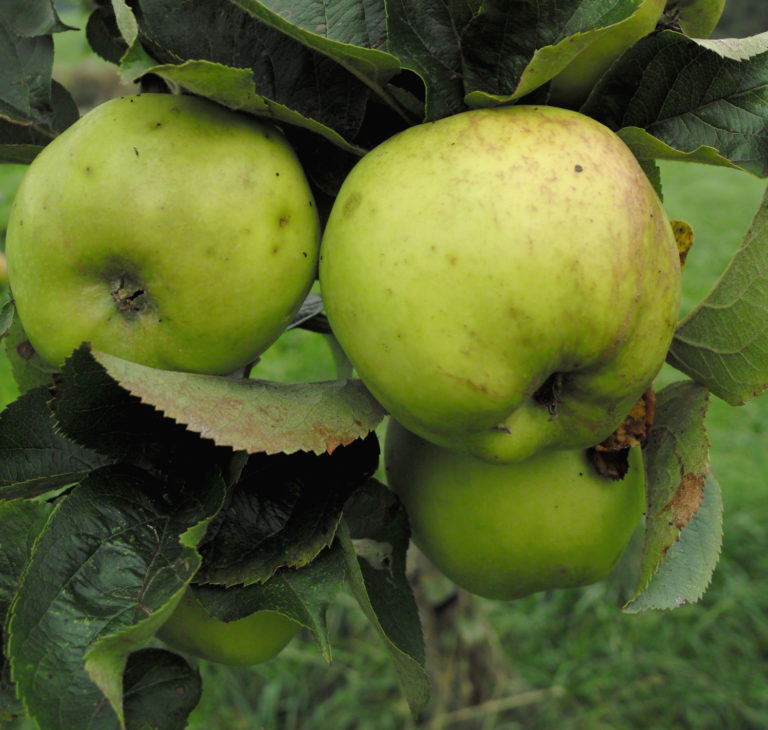 Profit apples on branch