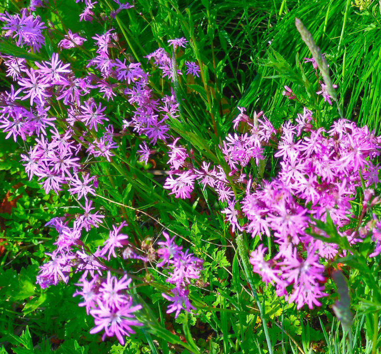 Ragged-robin