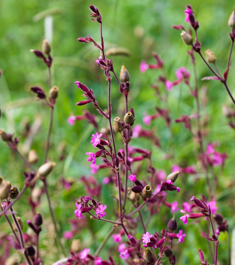 Red campion