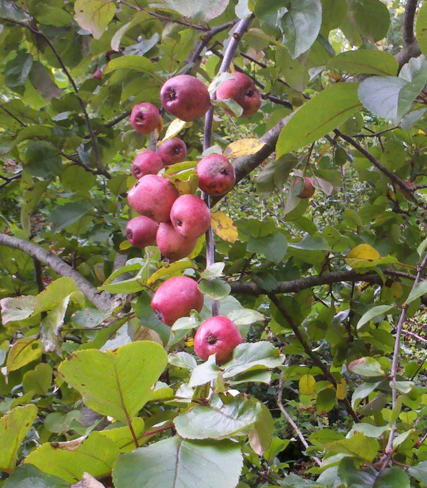 Red glow apples on branch