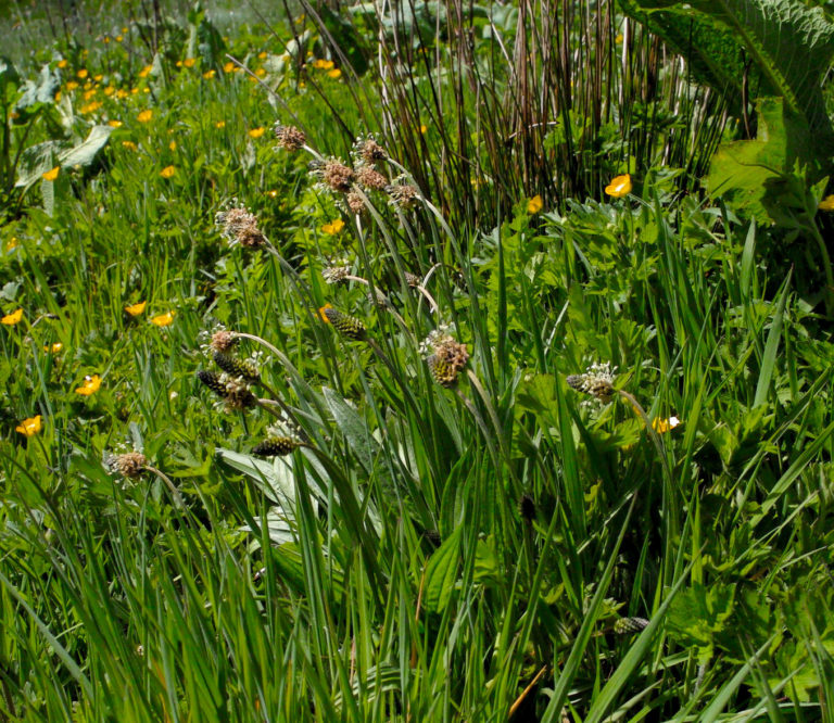 Ribwort plantain