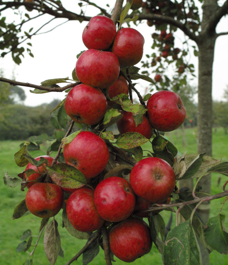 Stoke red apples on branch ripe