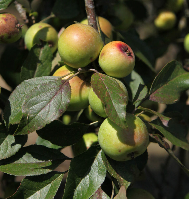 Sweet Copin apples on branch