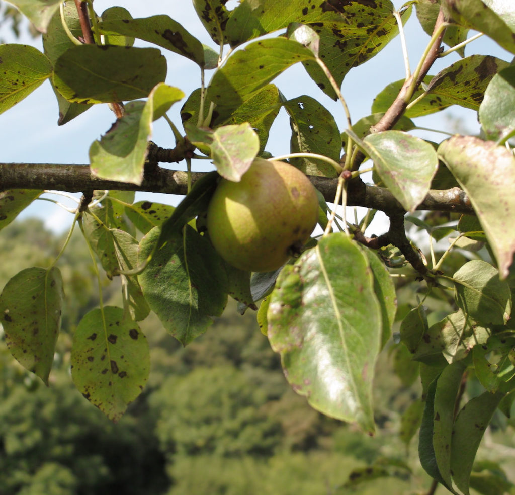 Taynton Squash on branch