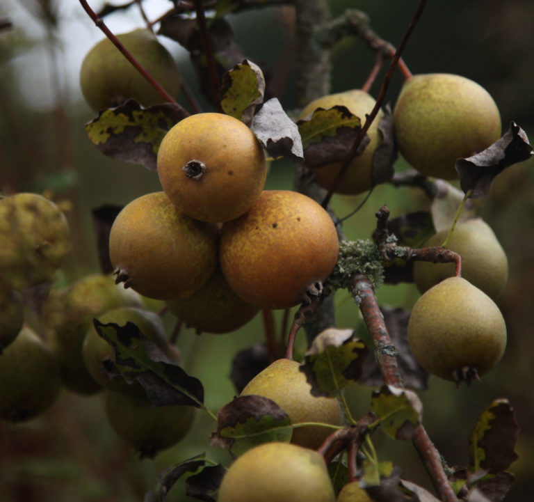 Thorn pears on branch