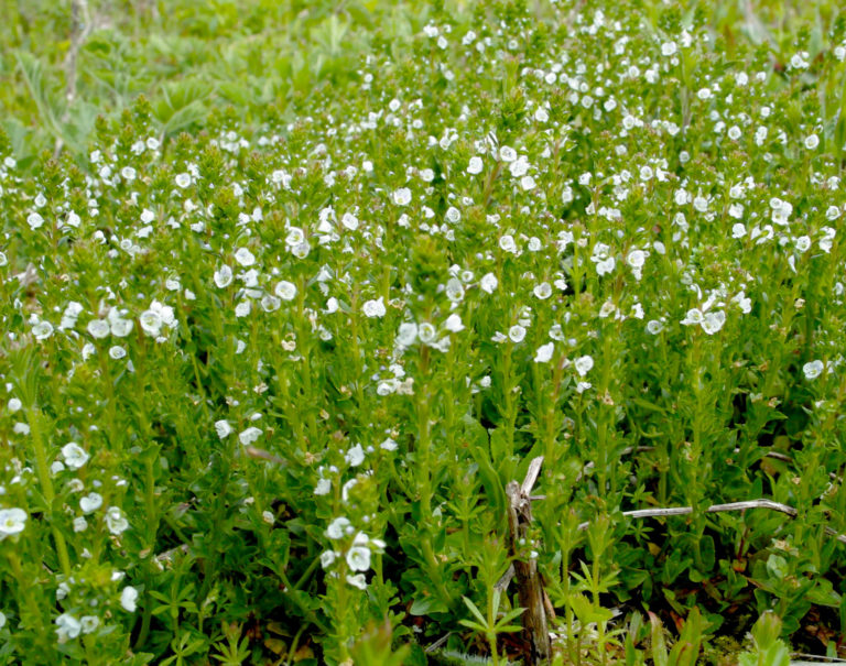 Thyme-leaved speedwell