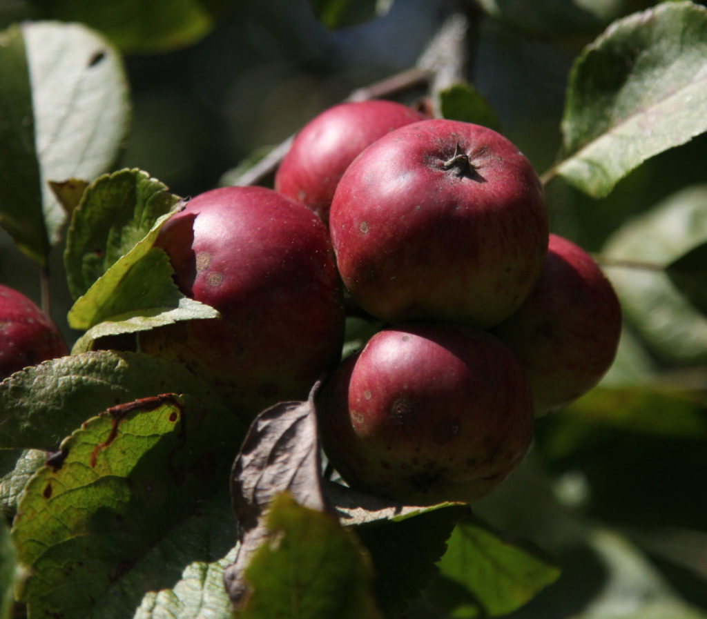 Tom Putt apples on branch