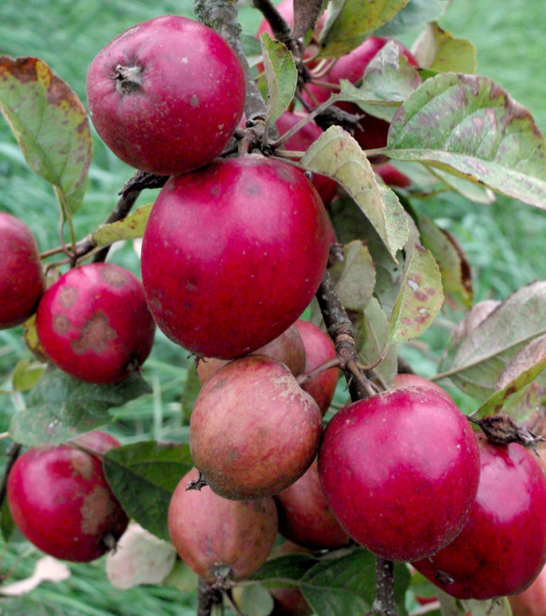 Tremletts bitter apples on branch2