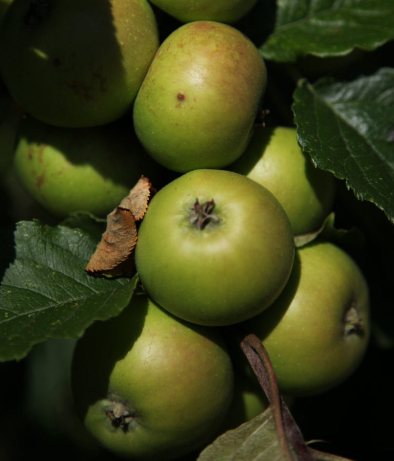 Vilberie apples on branch