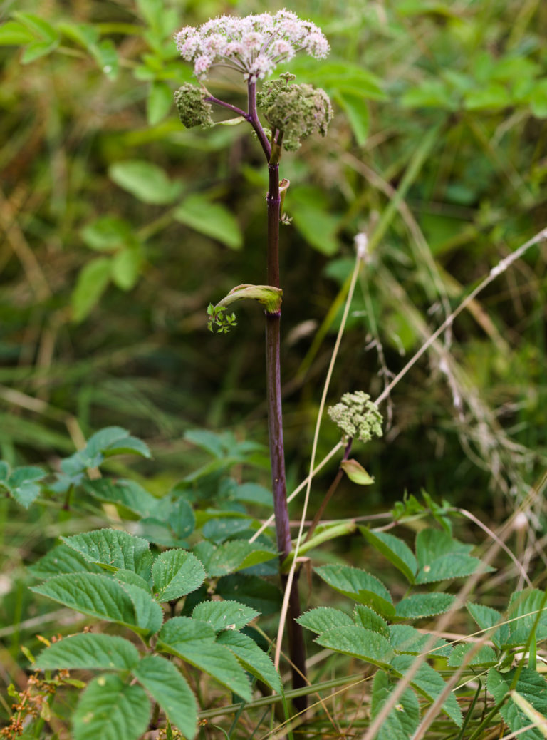 Wild angelica