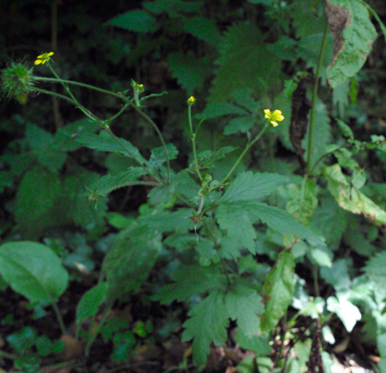 Wood avens