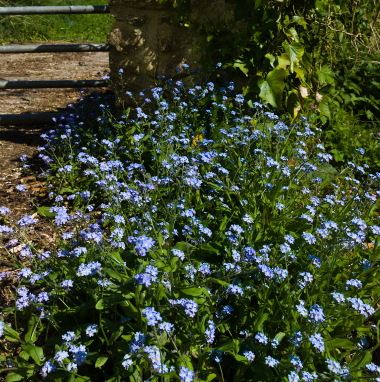 Wood forget-me-not